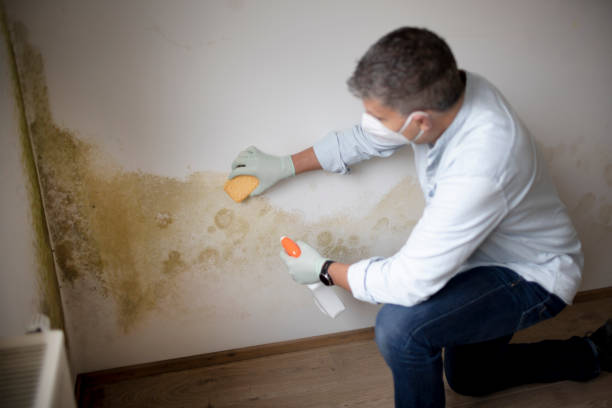  Malaga, NJ Mold Removal Pros