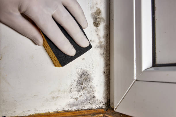Best Air Quality Testing for Mold Spores  in Malaga, NJ